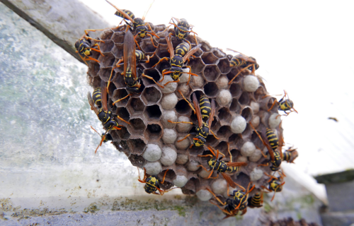 Wasps